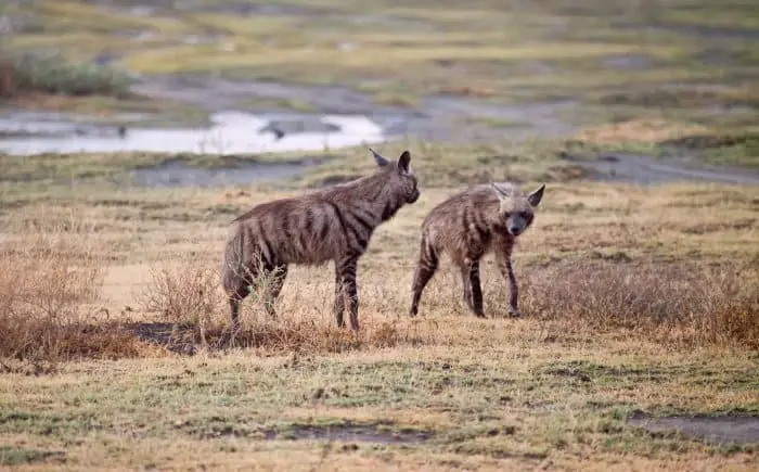 Rare sight of striped hyenas in the Serengeti, Tanzania