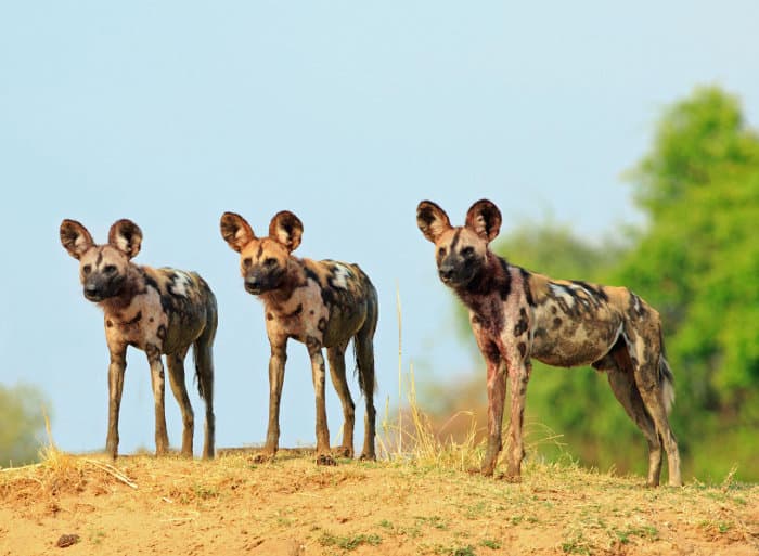 Three wild dogs surveying the area on top of a sand bank