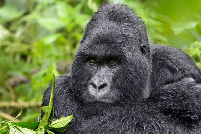 Silverback mountain gorilla portrait, completely drenched