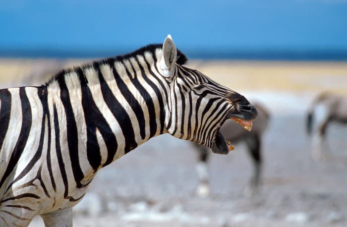 Plains zebra barking, Etosha National Park