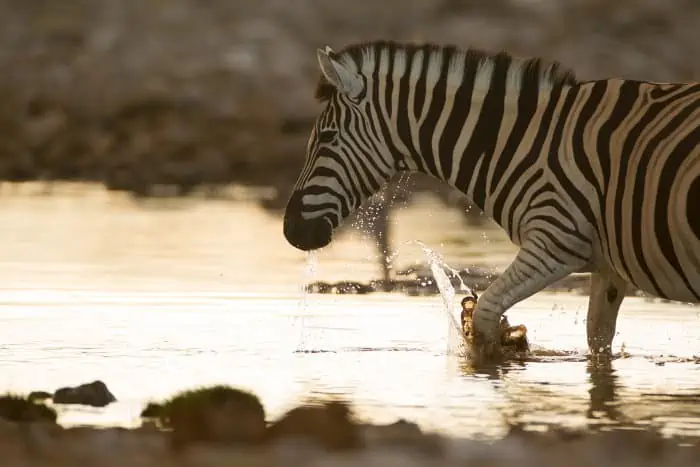 Zebra walking through a local waterhole in Etosha