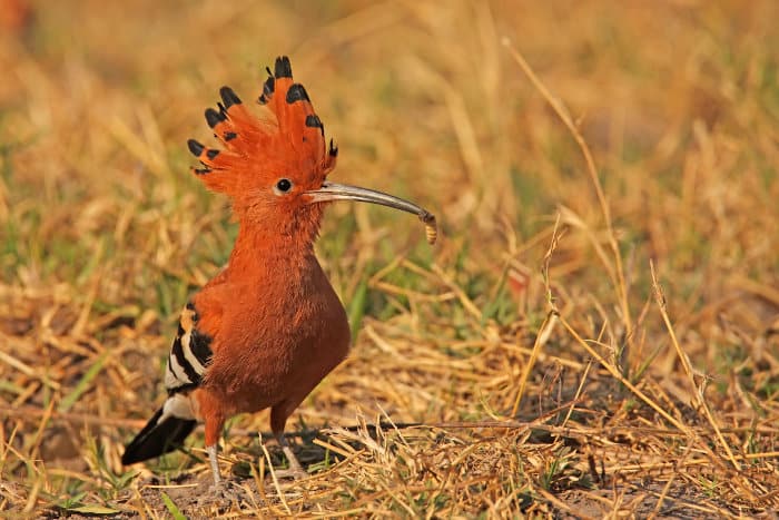 African hoopoe with larva in its beak, Moremi Game Reserve