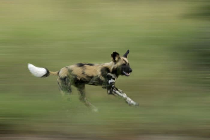 African wild dog on the run at full speed