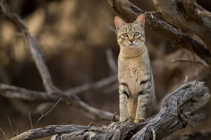 Curious African wildcat standing on a dead tree, in the Kgalagadi