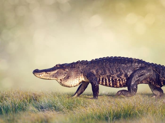 American alligator walking across wetlands