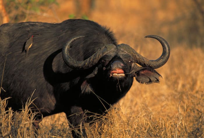 Cape buffalo calling, Zimbabwe