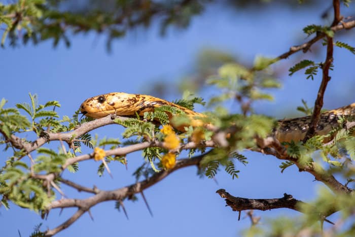 Large Cape cobra in a tree