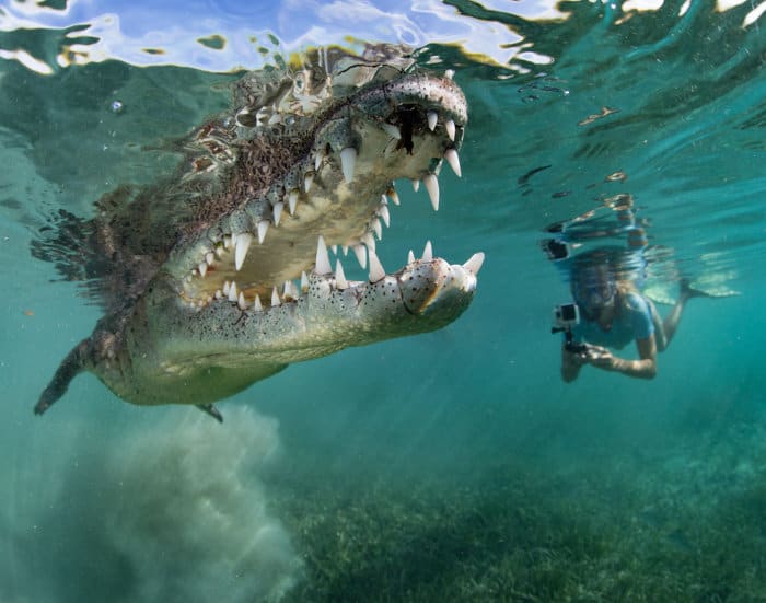 Cuban crocodile swimming next to a snorkeler, Jardines de la Reina