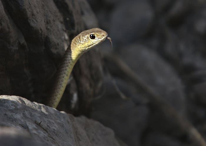 Egyptian cobra sticking its head out of a crevice in the Masai Mara