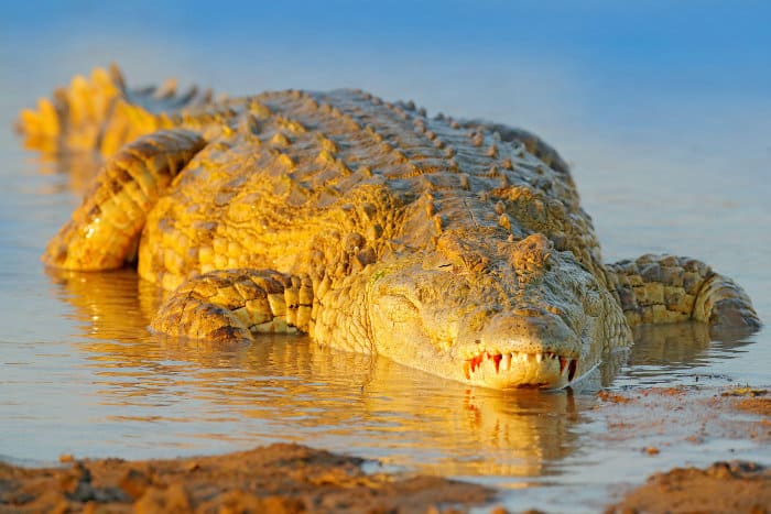 Nile crocodile in beautiful early evening light