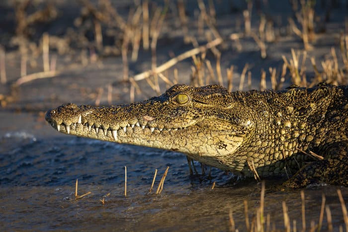Nile crocodile with its distinctive long pointed snout