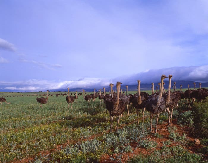 Ostrich herd at a local farm in Oudtshoorn