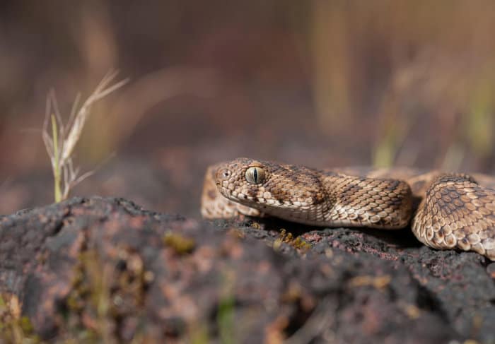 Portrait of a saw-scaled viper warming itself on a rock