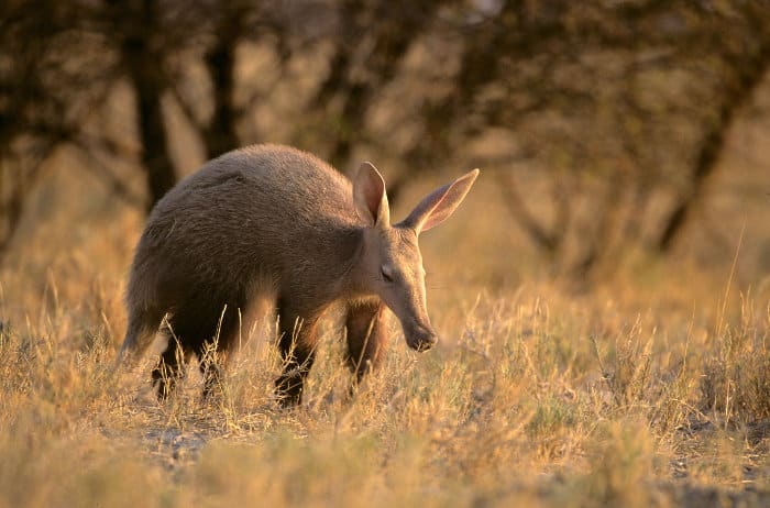 Extremely rare aardvark sighting in Etosha National Park
