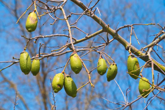 Fresh fruit hanging from a baobab tree