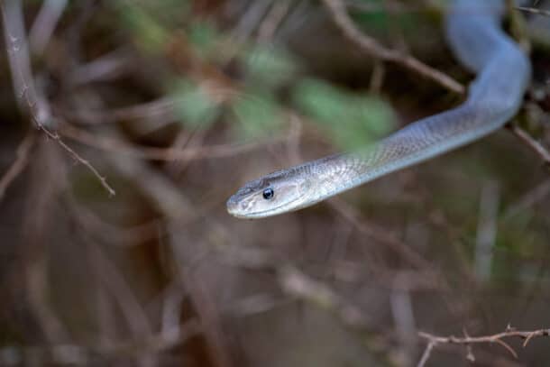 Venomous African Snakes List 10 Most Dangerous Species
