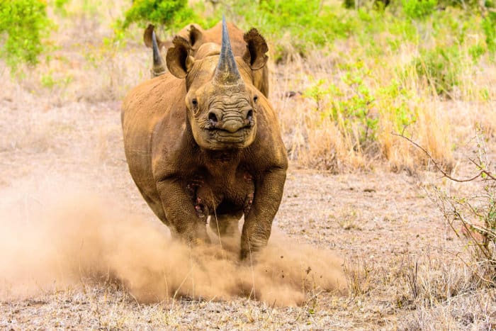 Angry black rhino charging in a cloud of dust