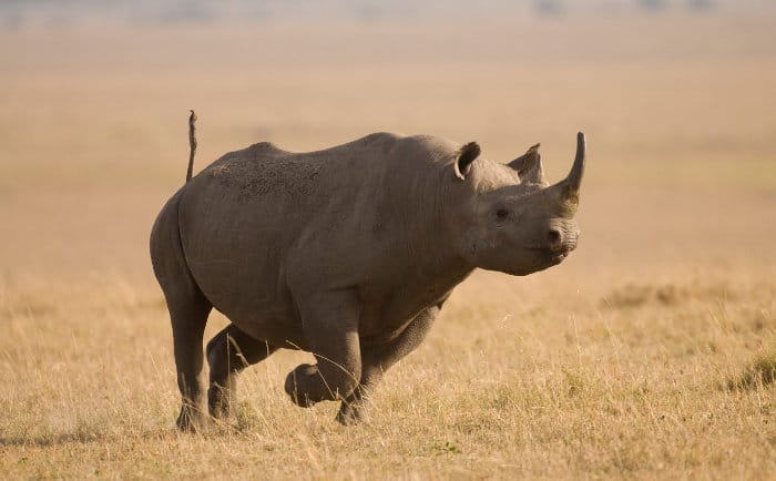 Black rhinoceros running in the Masai Mara
