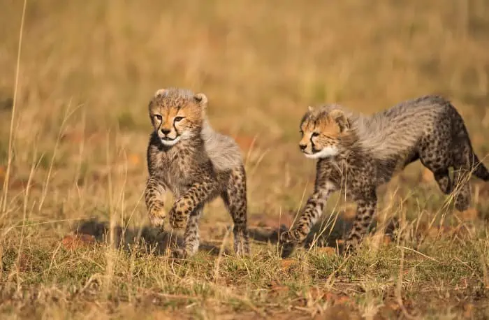 cheetah cubs running and playing