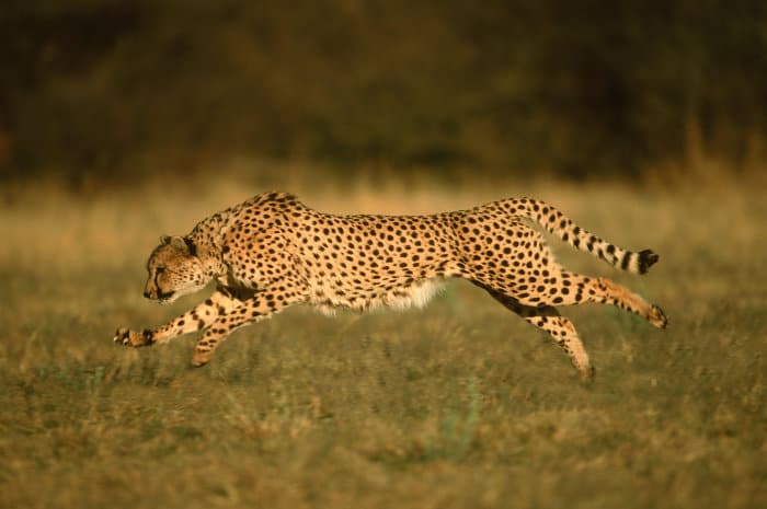 Cheetah with legs fully extended, running at top speed