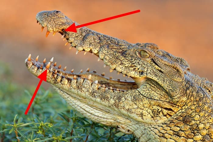 A crocodile's fourth tooth placement illustrated
