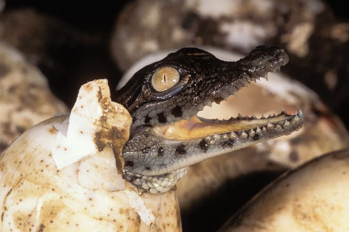 Nile crocodile hatching, with its head coming out of the egg