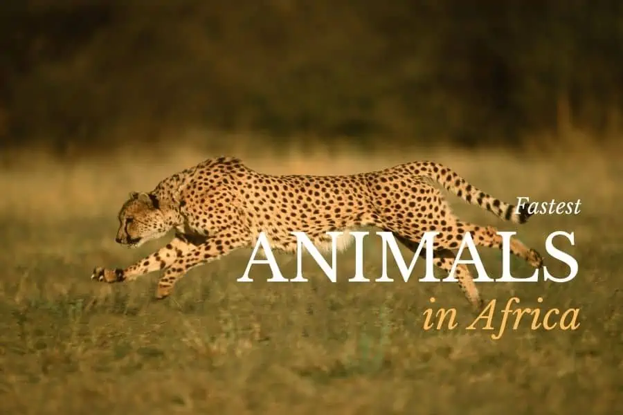 The fastest animals in Africa