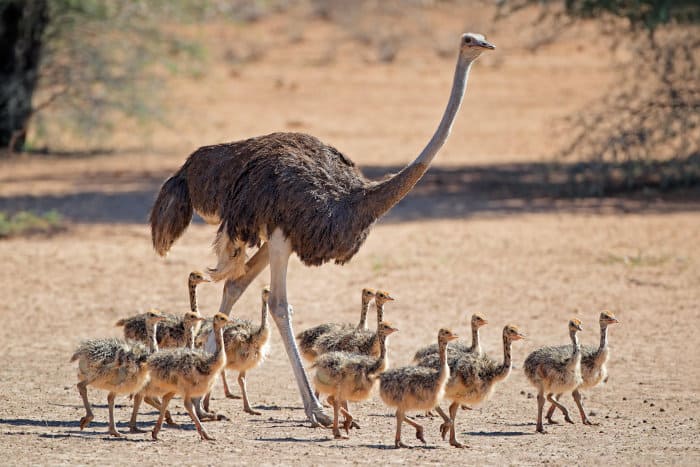 Female ostrich with chicks in the Kalahari