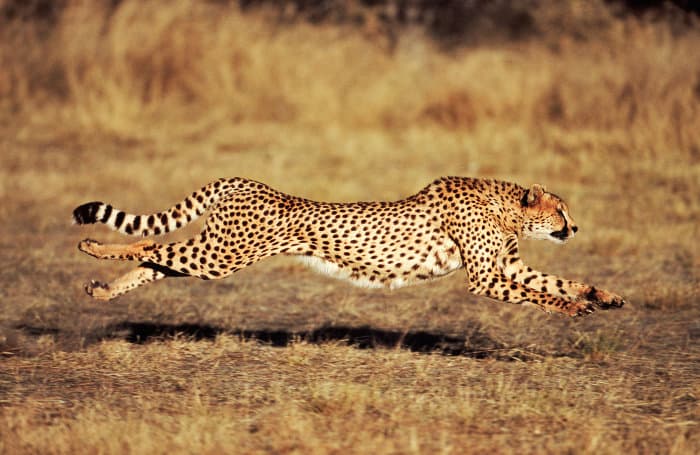Female cheetah running at top speed, with legs fully extended