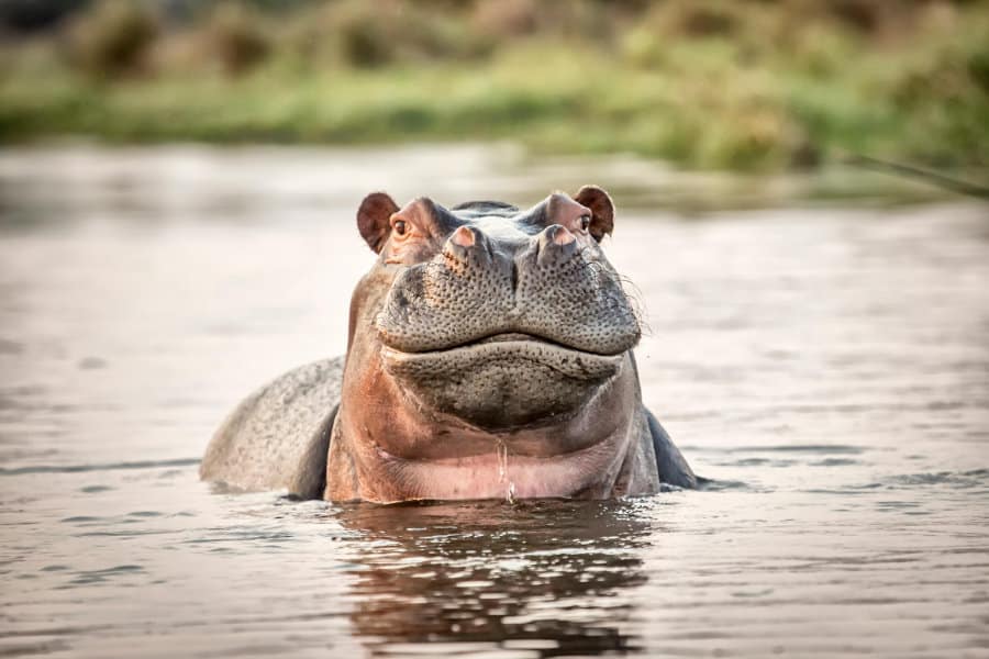 Hippo with a very funny facial expression