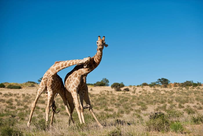 Giraffe necking in the Kgalagadi