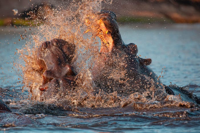 Two male hippos engage in a fearful battle 