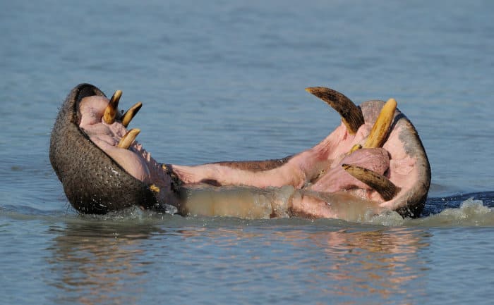 Hippo jaw emerging from the water, revealing its large teeth