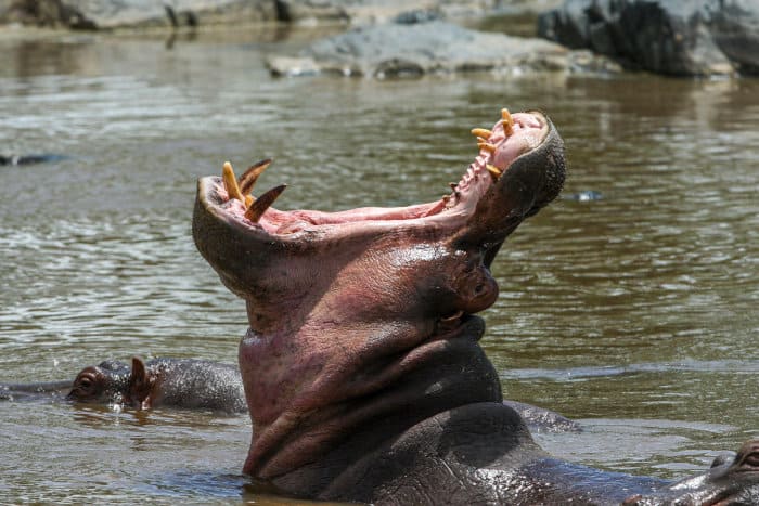 Hippo mouth wide open at almost 180 degrees