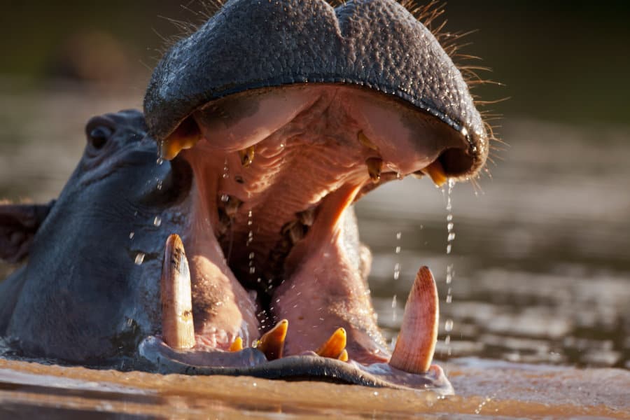 Hippopotamus showing off its large teeth