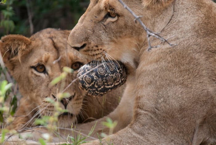 Juvenile lion playing with a leopard tortoise in its mouth