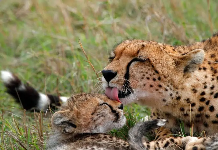 Mother cheetah licks her cub tenderly