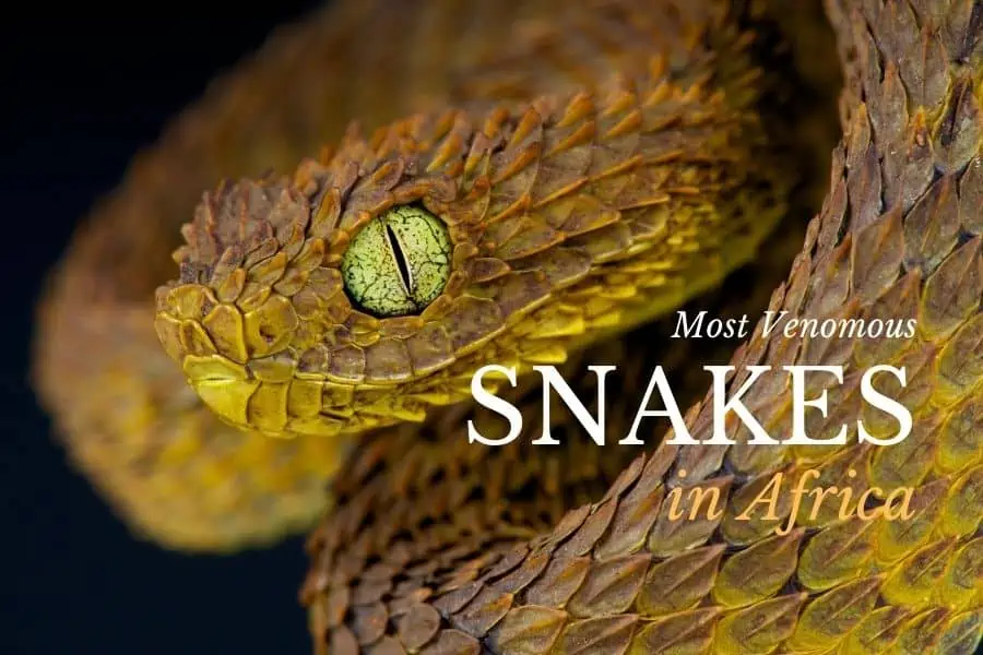 The most venomous snakes in Africa