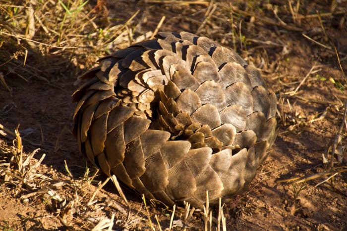 Pangolin curled up in a defensive ball