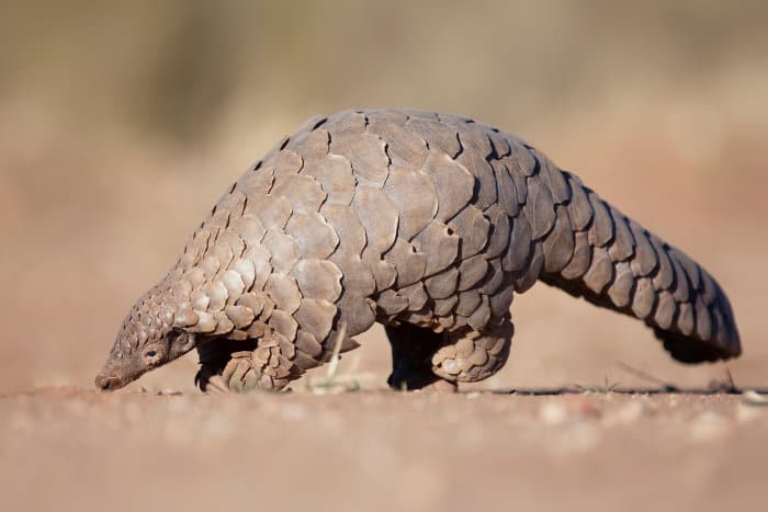 Rare pangolin portrait, searching for ants
