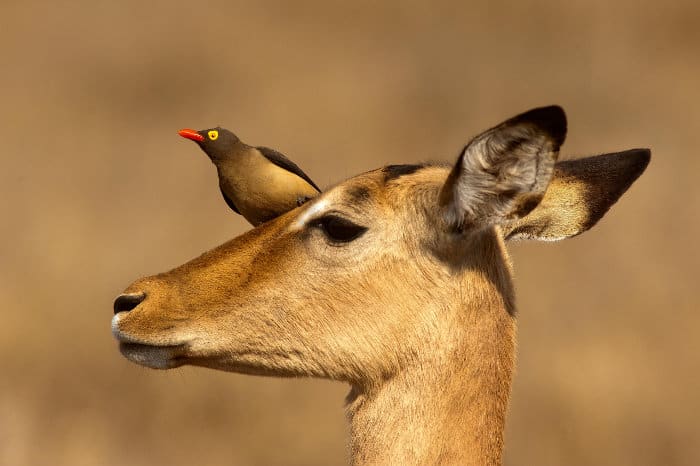 Red-billed oxpecker relaxing on a female impala's face