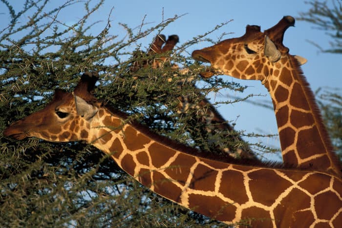 Reticulated giraffe feeding on acacia at sunset