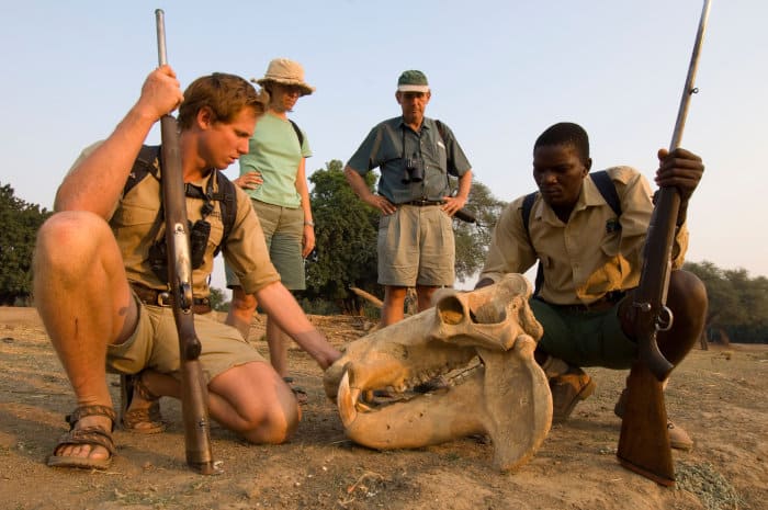 Safari guides and guests examining a hippo skull, Mana Pools
