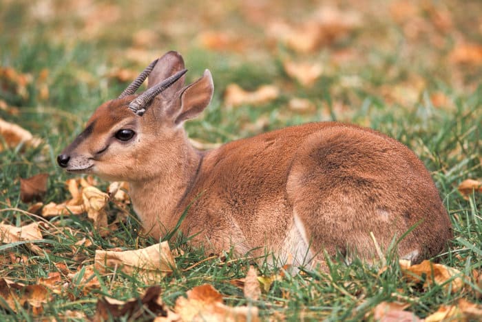 Suni antelope portrait, resting in the grass