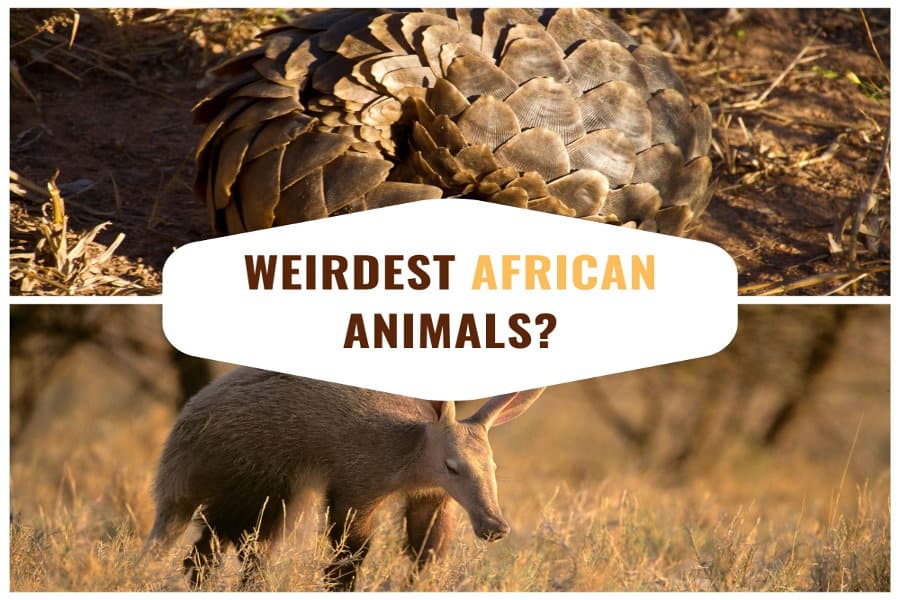 Top 12 Weird Animals in Africa - Mind-Blowing & Bizarre