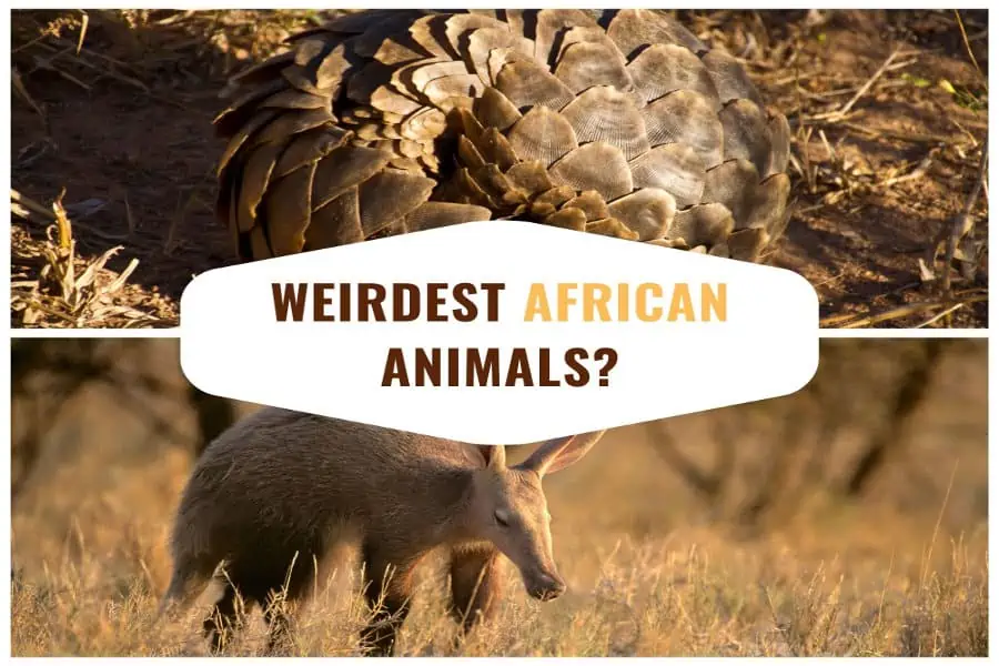 The weirdest animals in Africa