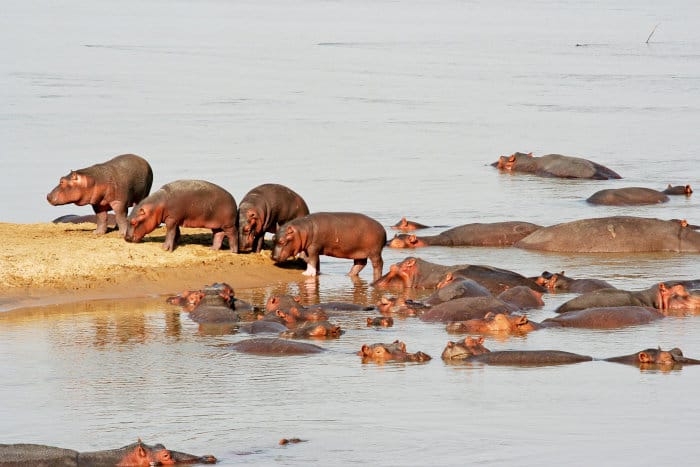Hippo pod in the Luangwa river, with group of youngsters standing on a sandy bank