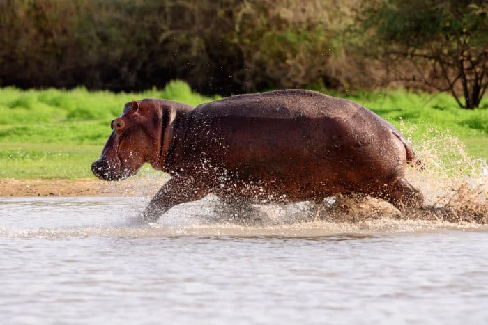 Hippo running through shallow water at full speed