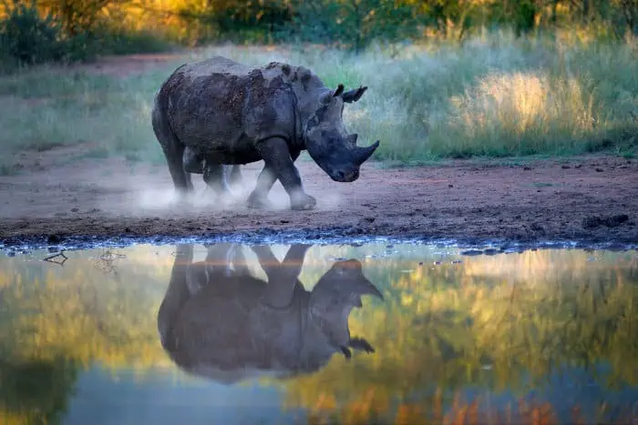 White rhinoceros reflection in Pilanesberg National Park, South Africa
