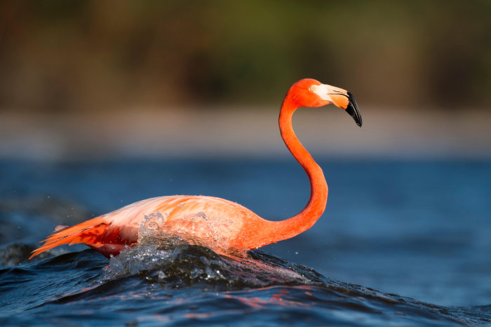 American flamingo splashing through a wave